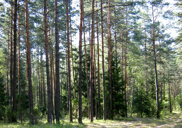 Объявлен биосферный резерват «Припятское Полесье». фото